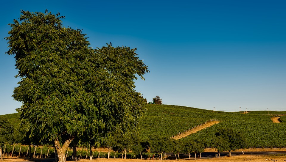 20 Photos That Will Make You Want To Travel To Wine Country