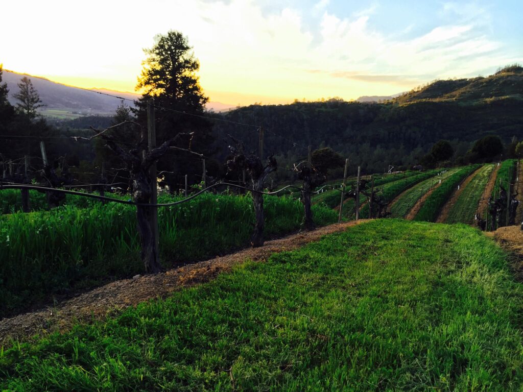 A View of the Vineyards at Burgess Cellars